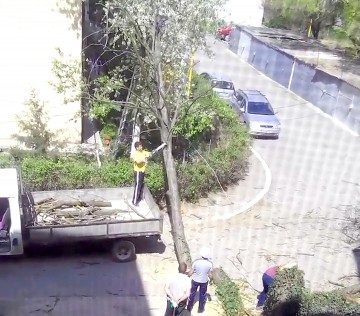 Dacă nu lucrează Primăria, lucrează constănţenii. Cum se taie copaci, în funcţie de chef